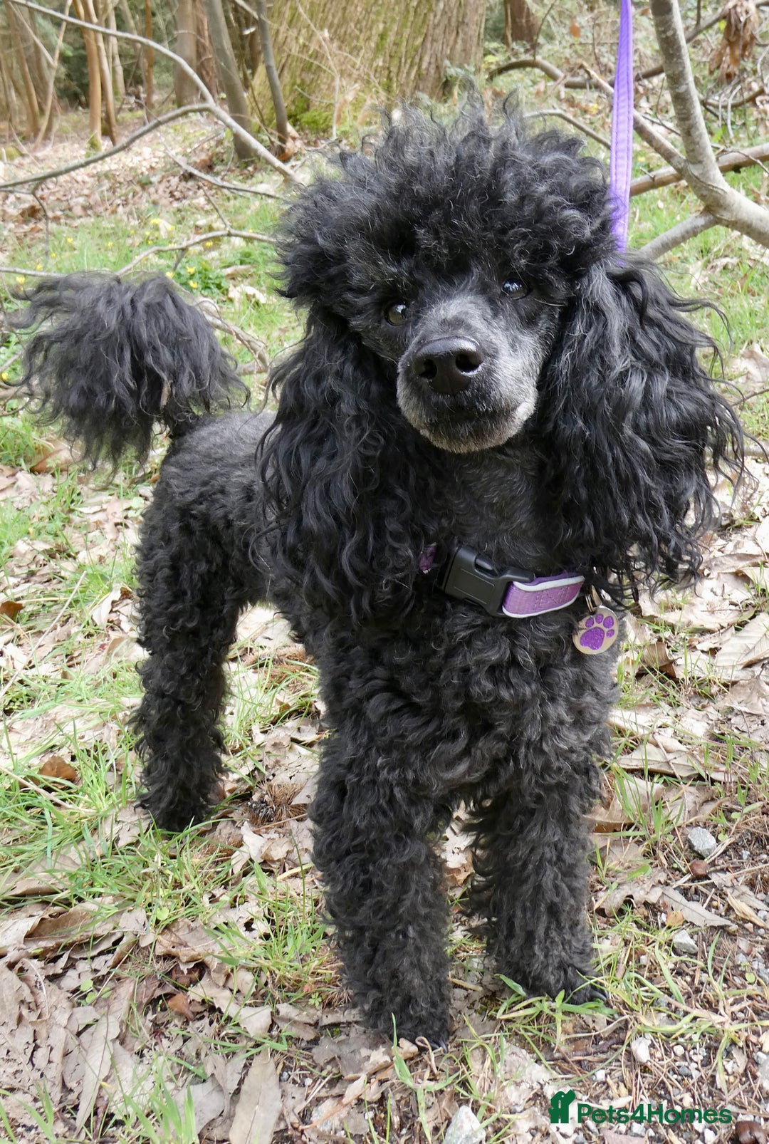 Miniature Poodle dogs for stud: KC reg fully health tested for stud BVA eye exam in Market Rasen - Image 5