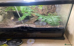 Tarantulas invertebrates for sale: Tarantulas for sale in Preston - Image 4