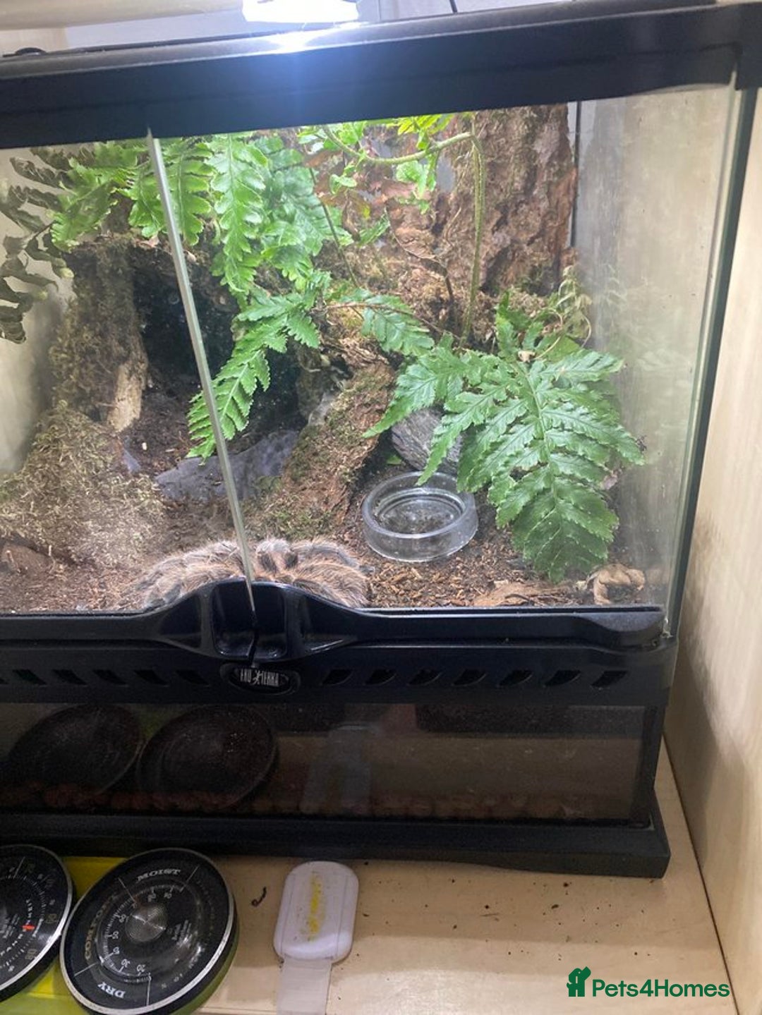 Tarantulas invertebrates for sale: Tarantulas for sale in Preston - Image 4