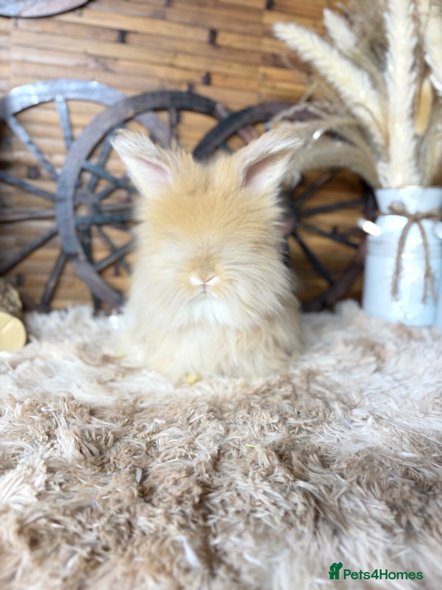 Mini Lop rabbits Angora baby boy  - Advert 17