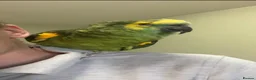 Parrots birds for sale: Talkative Amazon parrot in Thirsk - Advert 5