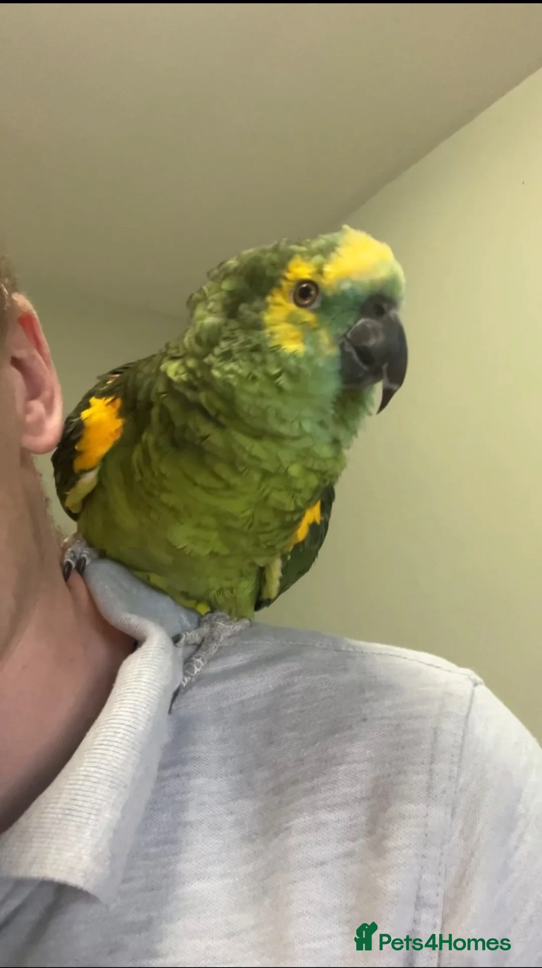 Parrots birds for sale: Talkative Amazon parrot in Thirsk - Advert 5