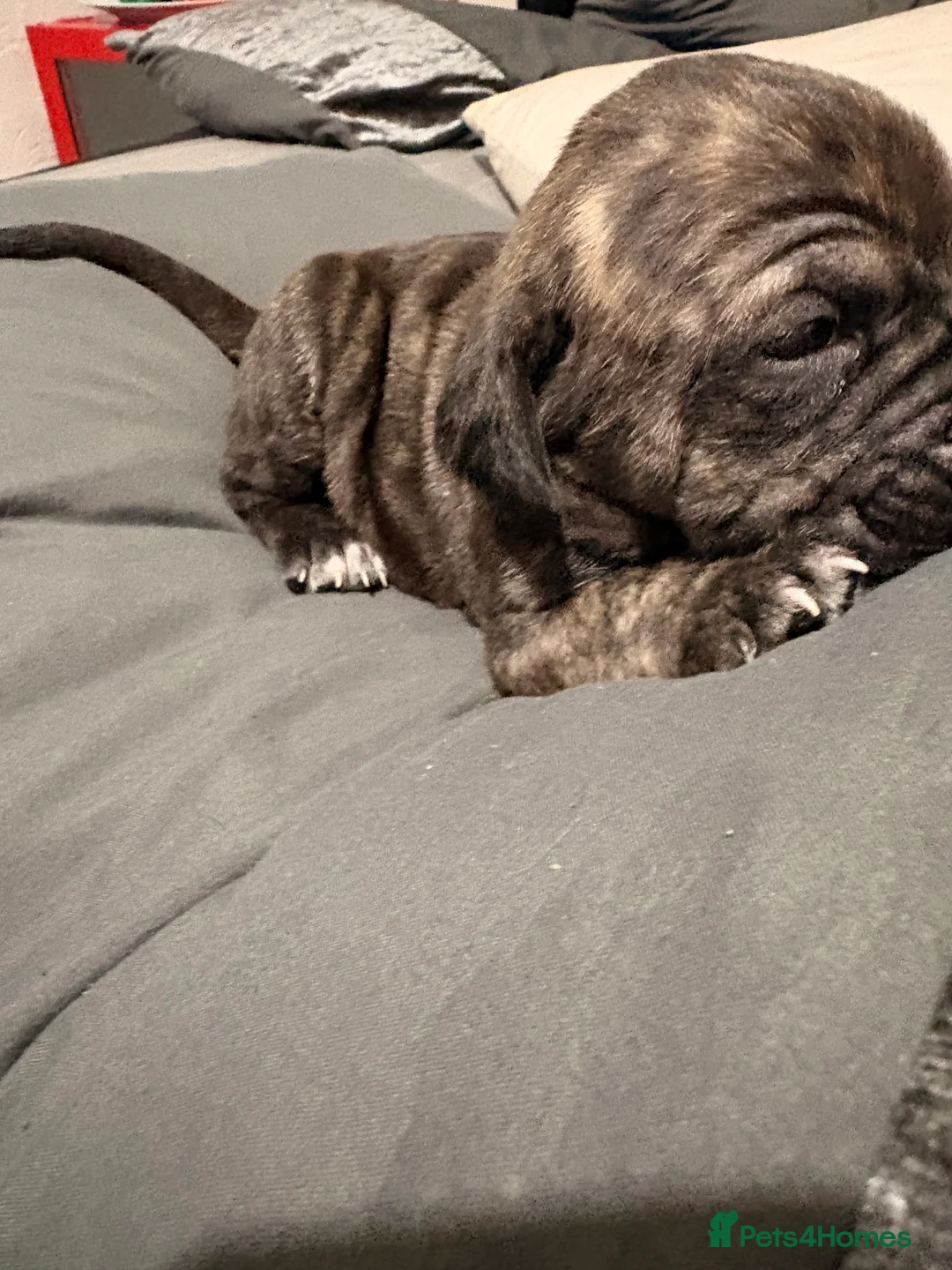 Cane Corso dogs for sale: Beautiful cane corso puppy’s  - Advert 2