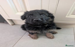 German Shepherd dogs for sale: Gorgeous and healthy German Shepherds Puppies - Image 10