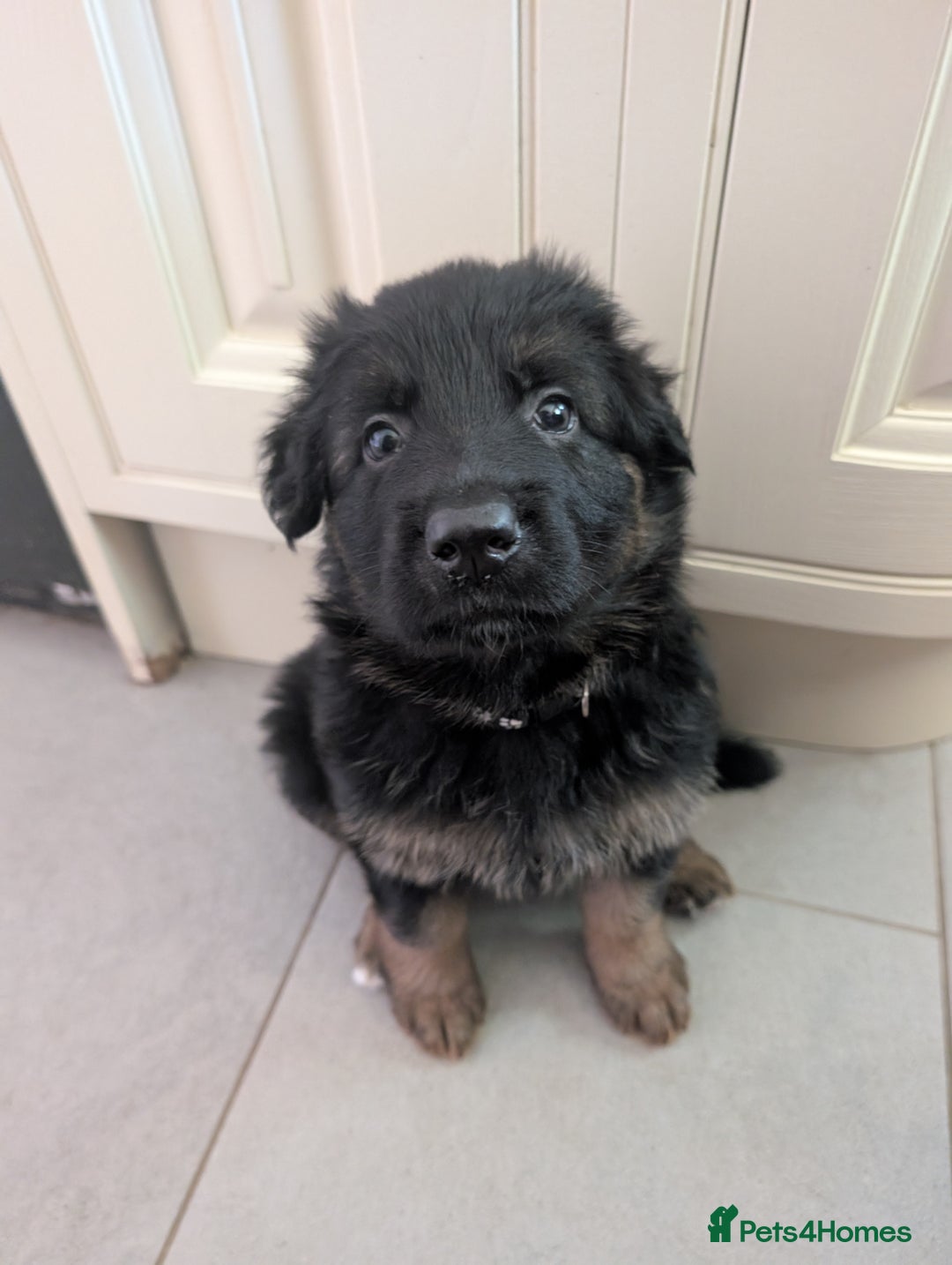 German Shepherd dogs for sale: Gorgeous and healthy German Shepherds Puppies - Image 10