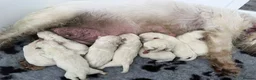 West Highland Terrier dogs for sale: Beautiful otter of 9 Westie puppies  - Advert 14