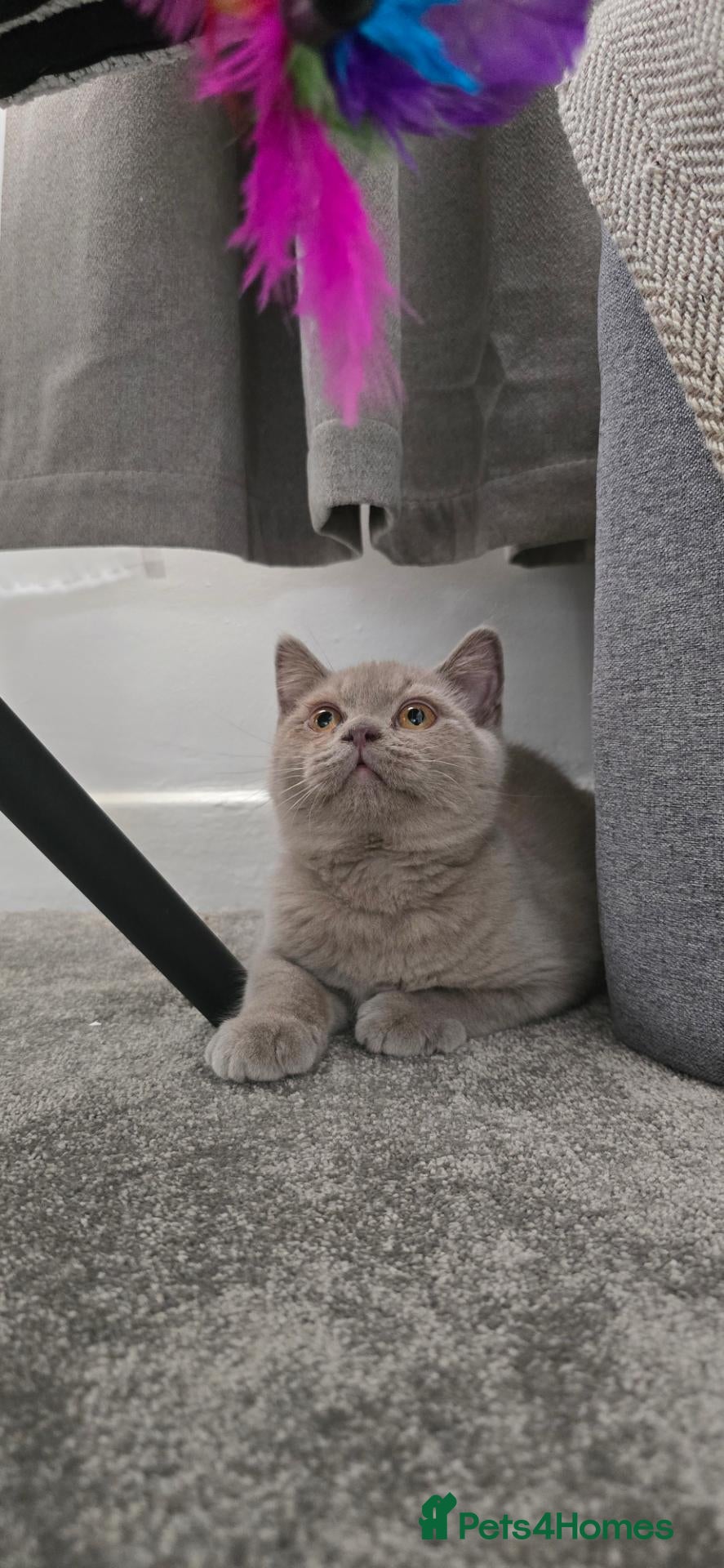 British Shorthair cats REDUCED LAST BOY GCCF LILAC BRITISH SHORTHAIR  - Advert 5