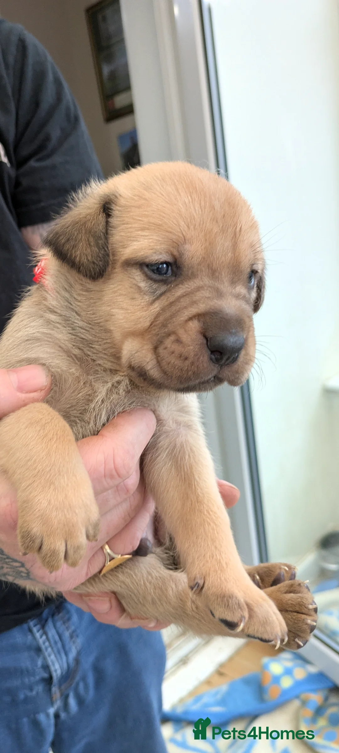 Mixed Breed dogs for sale: Rott de Bordeaux  - Advert 11