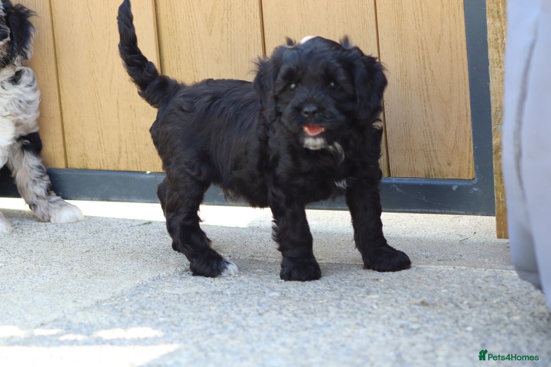 Cavapoo dogs for sale: Beautiful F1 Cavapoo puppies for sale - Image 11