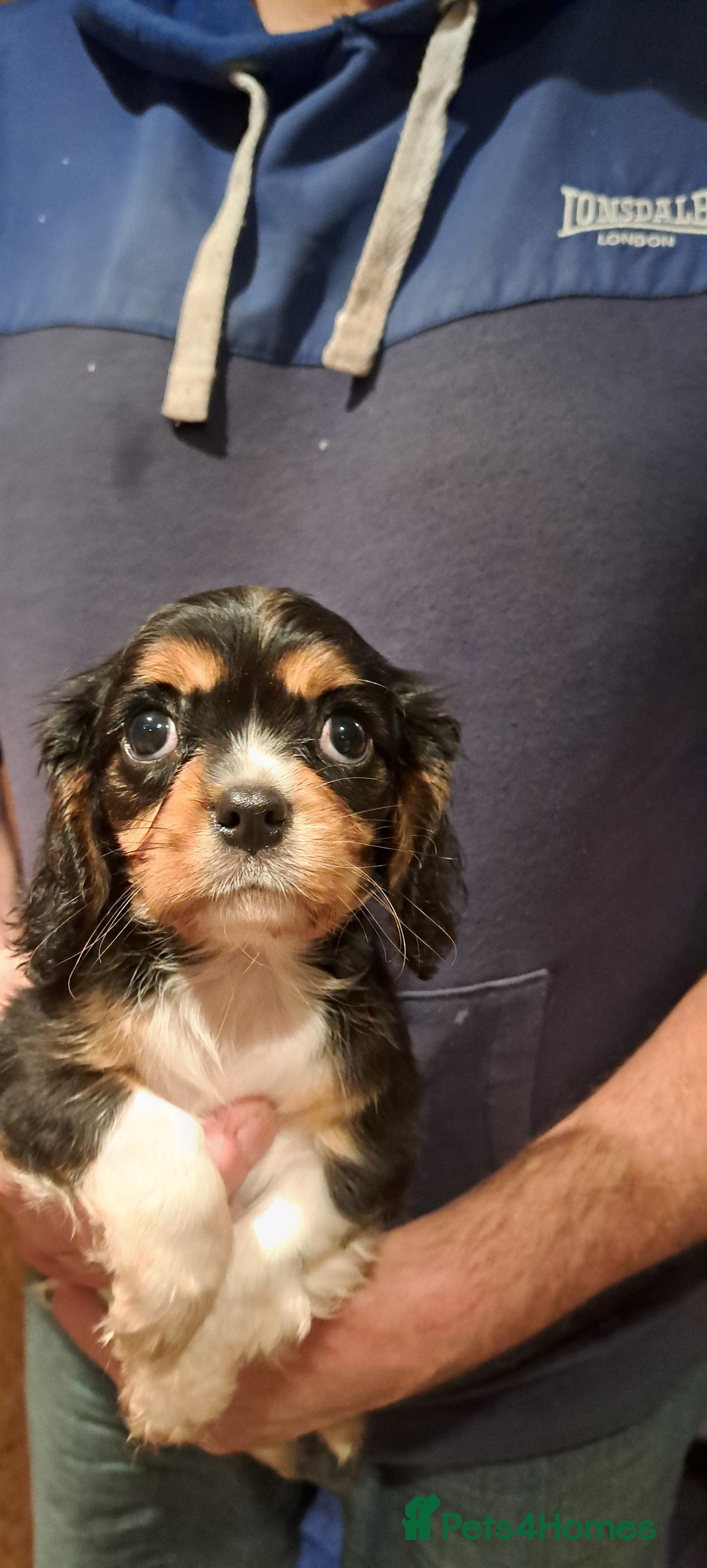 Cavalier King Charles Spaniel dogs for sale: Cavalier King Charles Puppies Available - Image 19