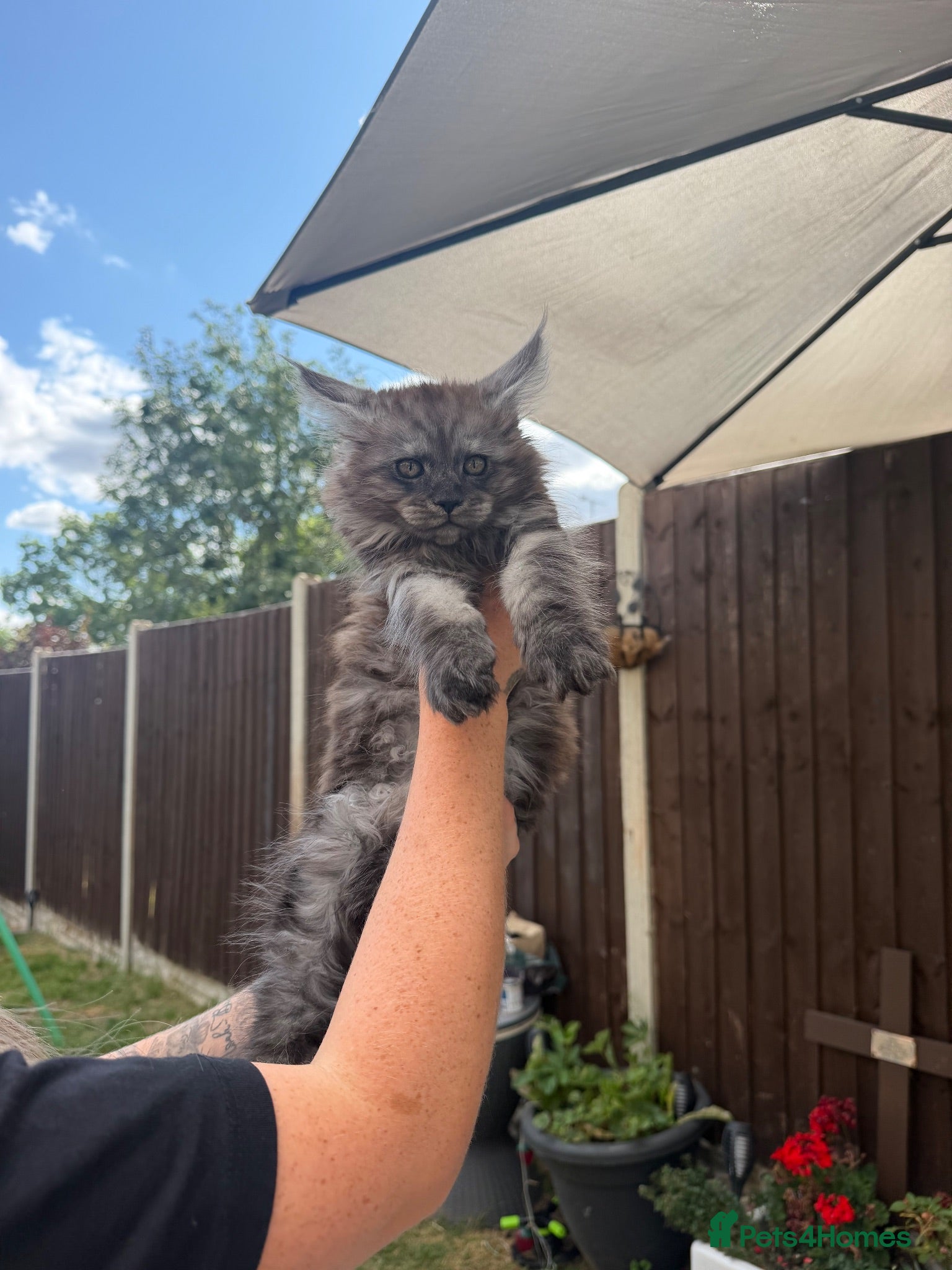 Maine Coon cats Ready now ⭐️ Maincoon Tica kittens - Advert 15