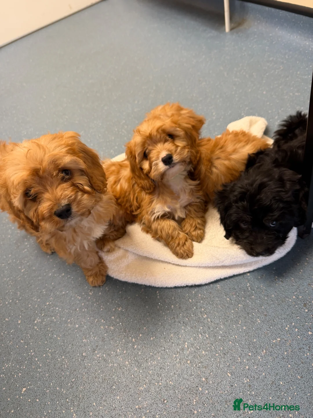 Cavapoo dogs for sale: Cavapoo puppies  in Falkirk - Advert 7