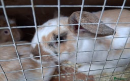 English Lop rabbits for sale:  lop bunnies for sale.  in Loughborough - Image 4