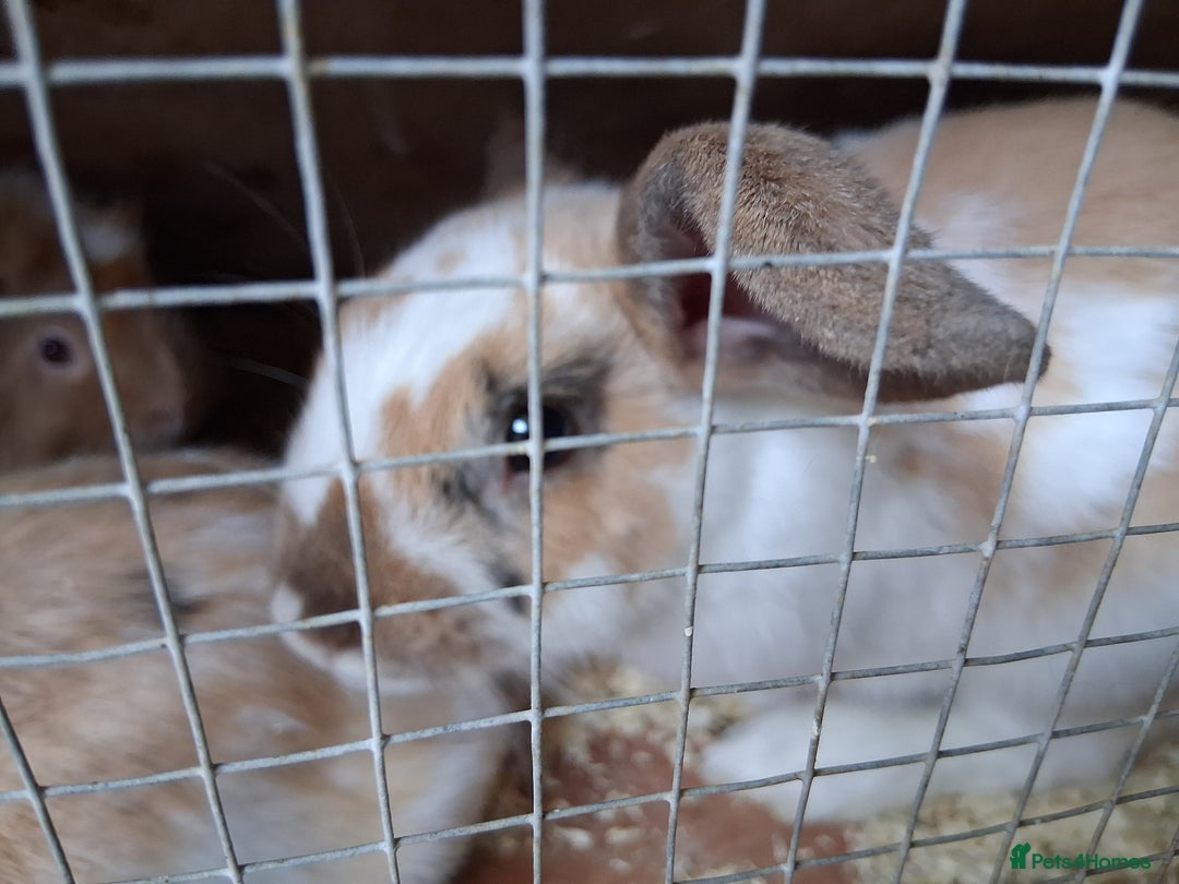 English Lop rabbits for sale:  lop bunnies for sale.  in Loughborough - Image 4