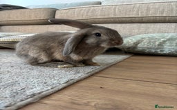 Mini Lop rabbits for sale: 2 grey mini lip boys  - Image 2