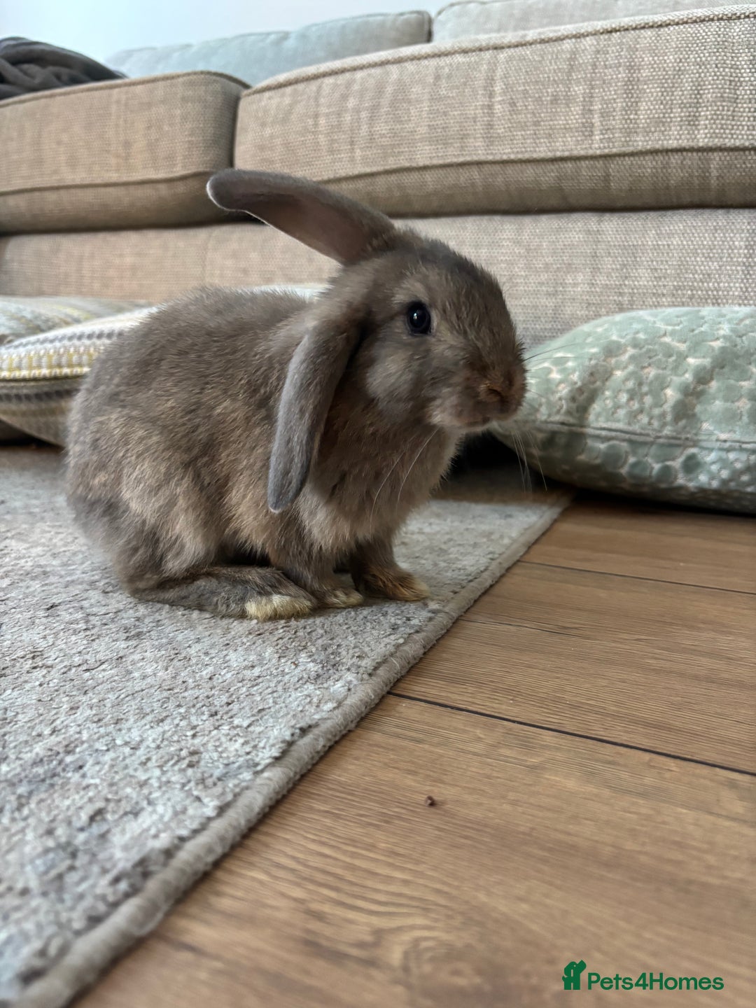 Mini Lop rabbits for sale: 2 grey mini lip boys  - Image 2