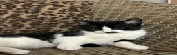 Mixed Breed cats for sale: Gorgeous Fluffy Kittens. Beautiful Little Souls🤍 - Advert 18