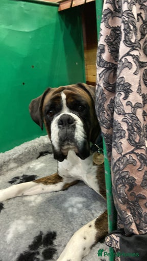 Gallery Image {{count}}