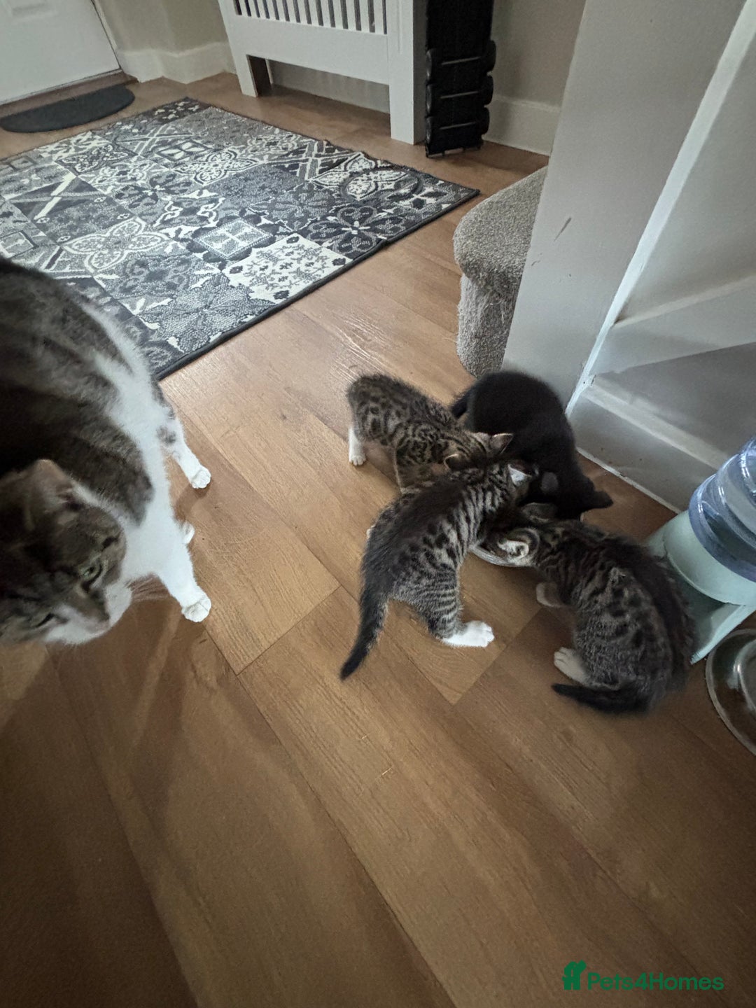 Mixed Breed cats for sale: Kittens ready for their new homes - Image 17