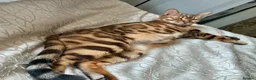 Bengal cats for sale: TICA reg pedigree Bengal beautiful sweet girl  - Advert 4