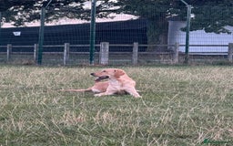 Golden Retriever dogs for sale: 7 months old Golden Retriever - Image 4