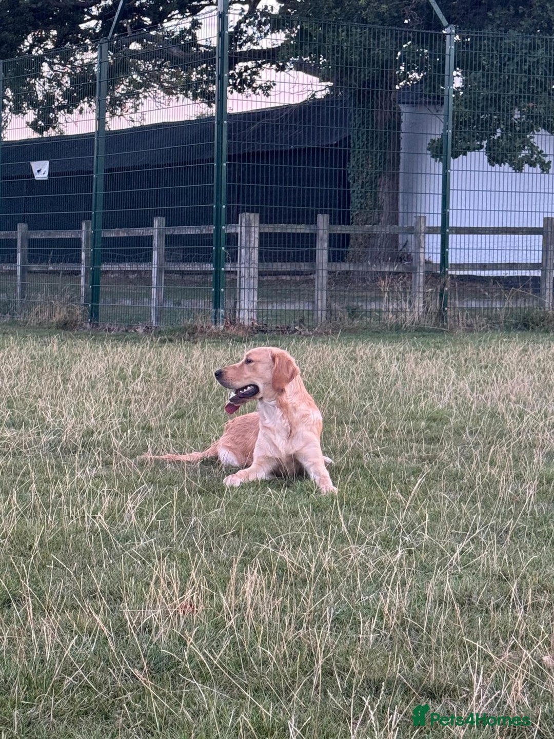 Golden Retriever dogs for sale: 7 months old Golden Retriever - Image 4