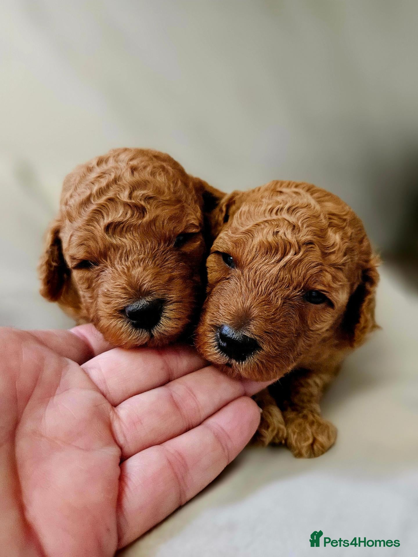 Toy Poodle dogs Licensed breeder, kc fox red toy poodles - Advert 1