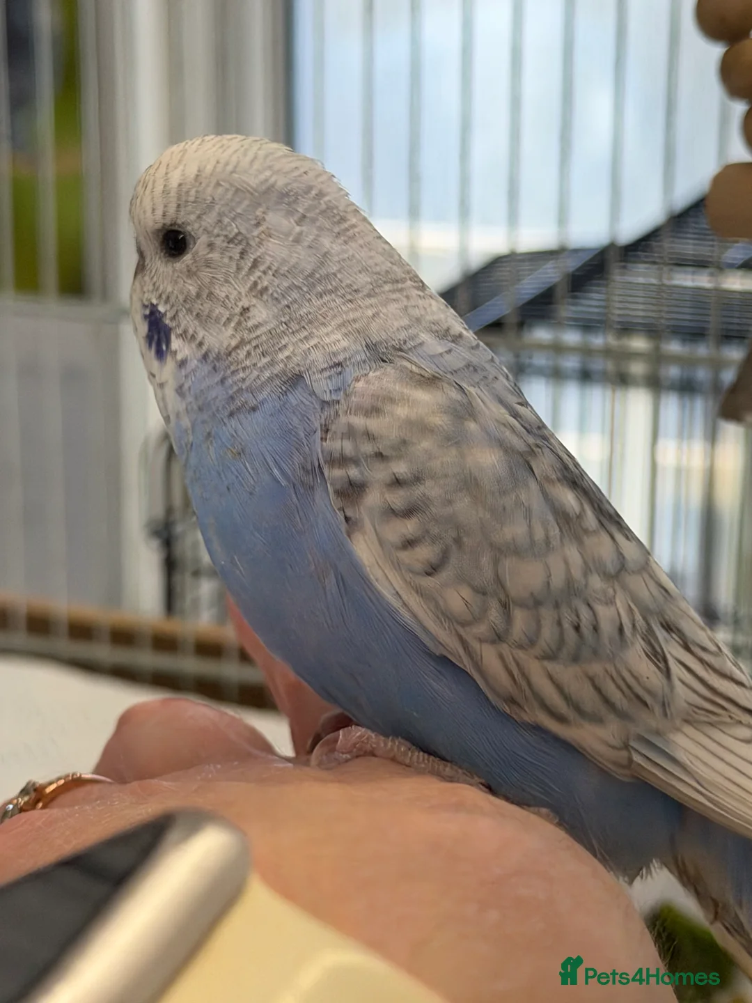 Budgerigars birds for sale: Hand Tame Budgie Hen Chick Ready Soon  - Advert 3