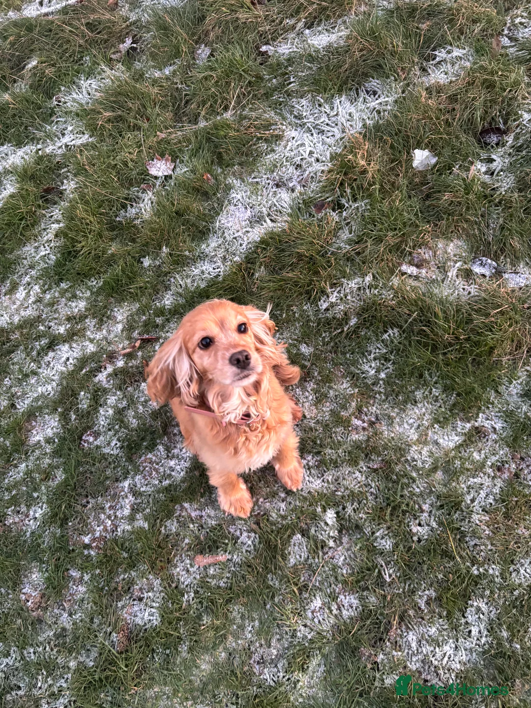 Cocker Spaniel dogs for sale: 4 year old cocker spaniel female - Advert 4