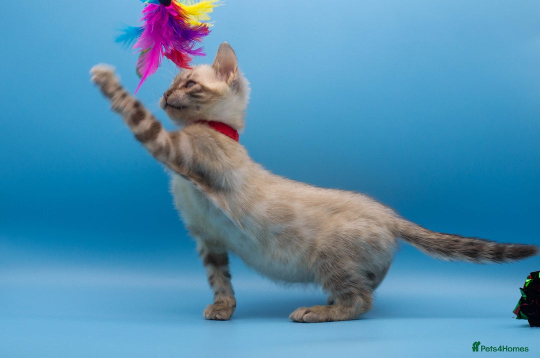 Bengal cats for sale: Beautiful TICA Registered Bengal Kittens - Advert 7