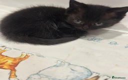 Ragdoll cats for sale: 4 kittens looking for new family  - Image 10