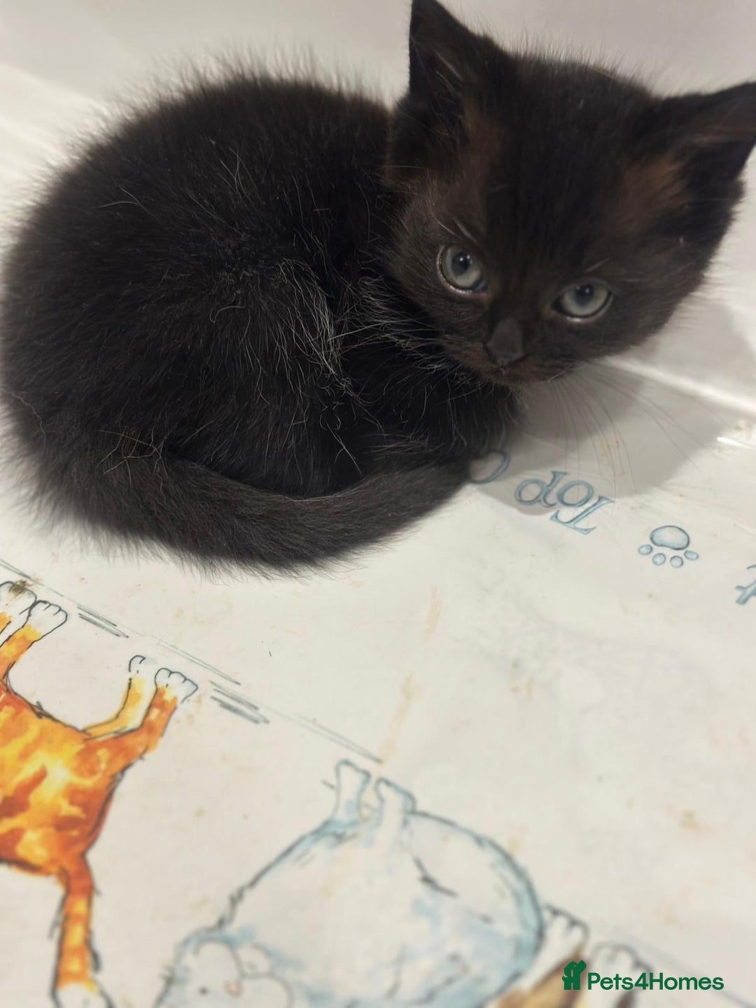 Ragdoll cats for sale: 4 kittens looking for new family  - Image 10