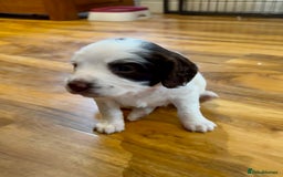 English Springer Spaniel dogs for sale: KC REG FTAW Bred Puppies from excellent lines - Image 6