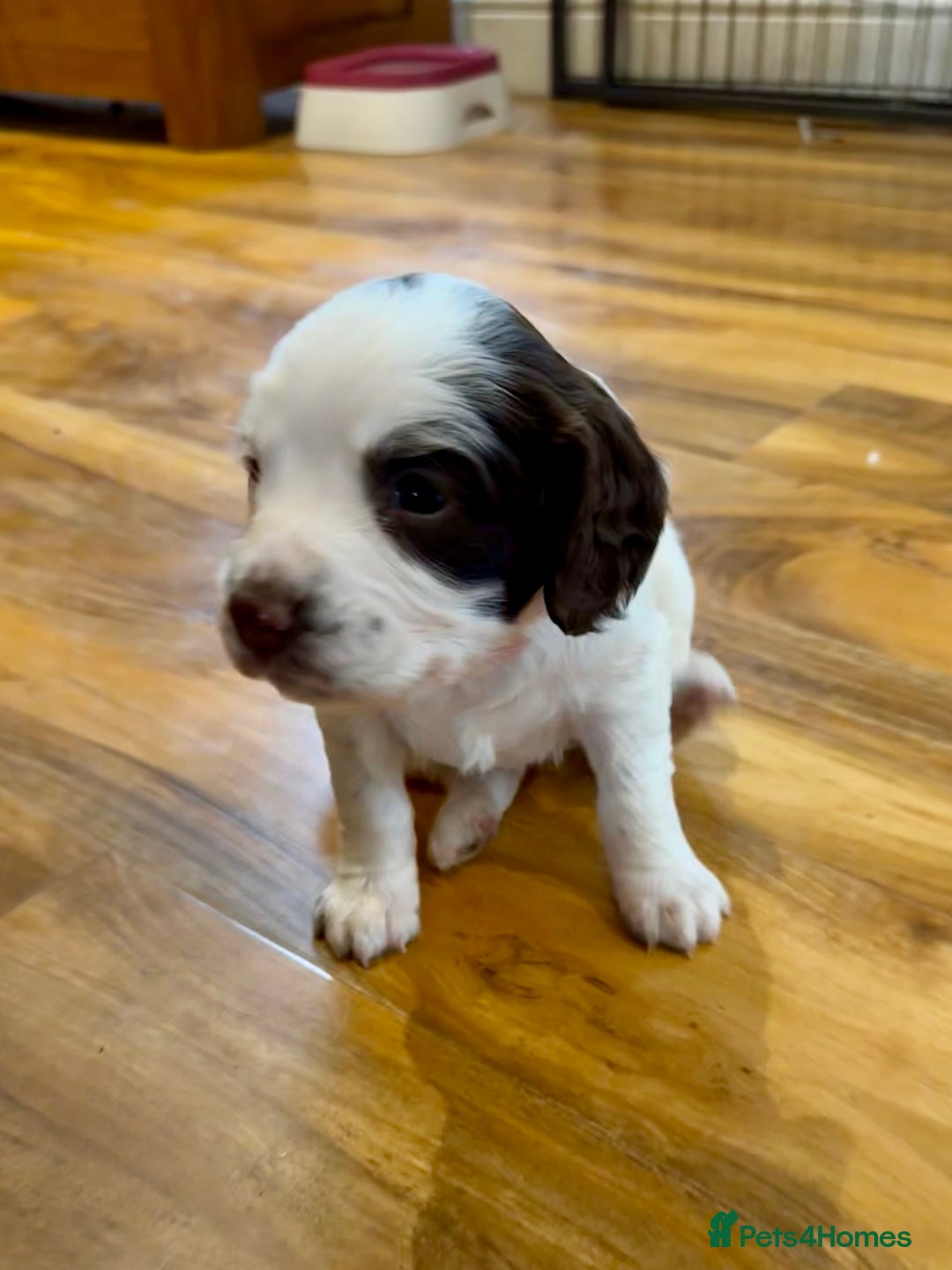 English Springer Spaniel dogs for sale: KC REG FTAW Bred Puppies from excellent lines - Image 6