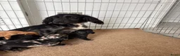 Cocker Spaniel dogs for sale: Cocker spaniel puppies  in Middlesbrough - Advert 5
