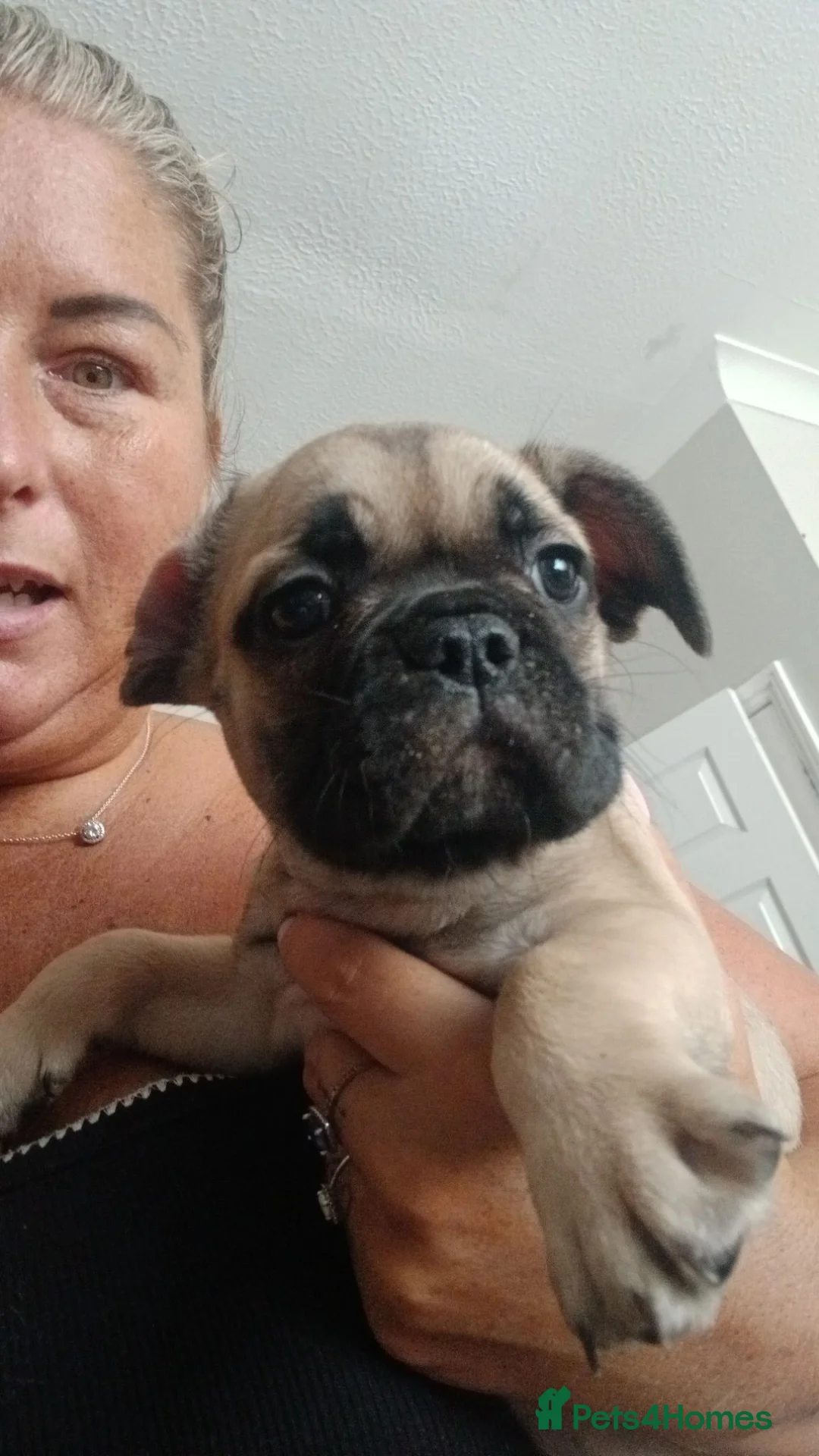 French Bulldog dogs for sale: French bulldogs  - Advert 2