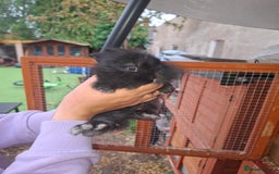 Lionhead rabbits for sale: Baby lionheads for sale - Image 5