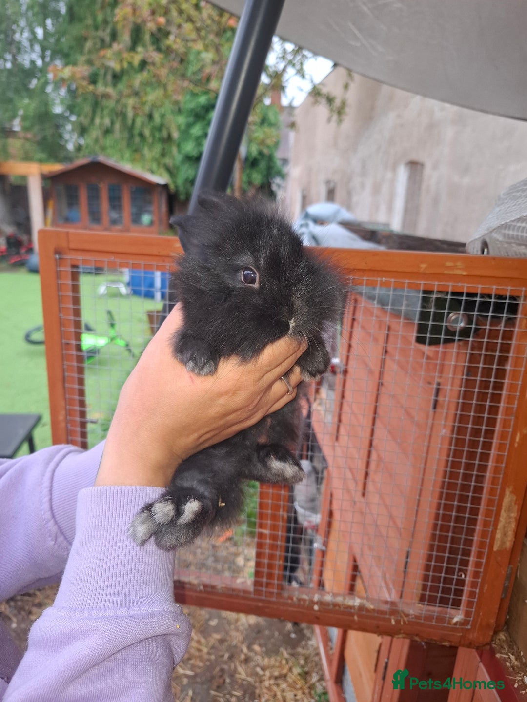 Lionhead rabbits for sale: Baby lionheads for sale - Image 5