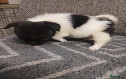 Mixed Breed dogs for sale: Pomeranian cross puppies ready now - Image 34