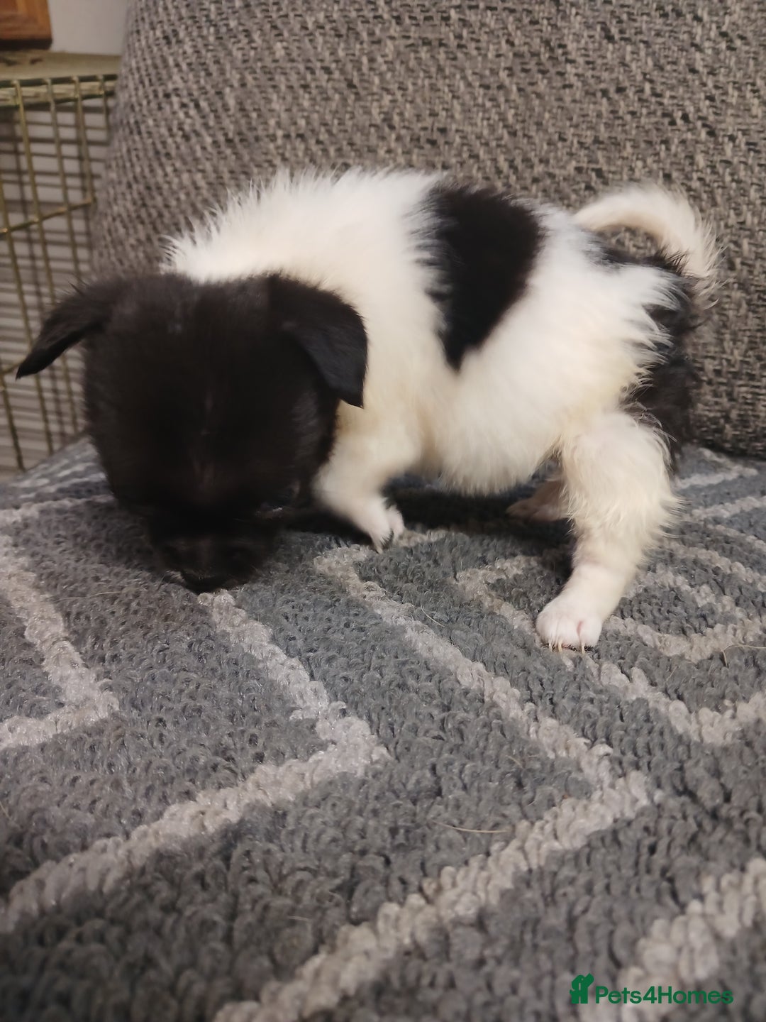Mixed Breed dogs for sale: Pomeranian cross puppies ready now - Image 34