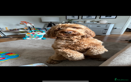 Cockapoo dogs for sale: Cockapoo - Image 5