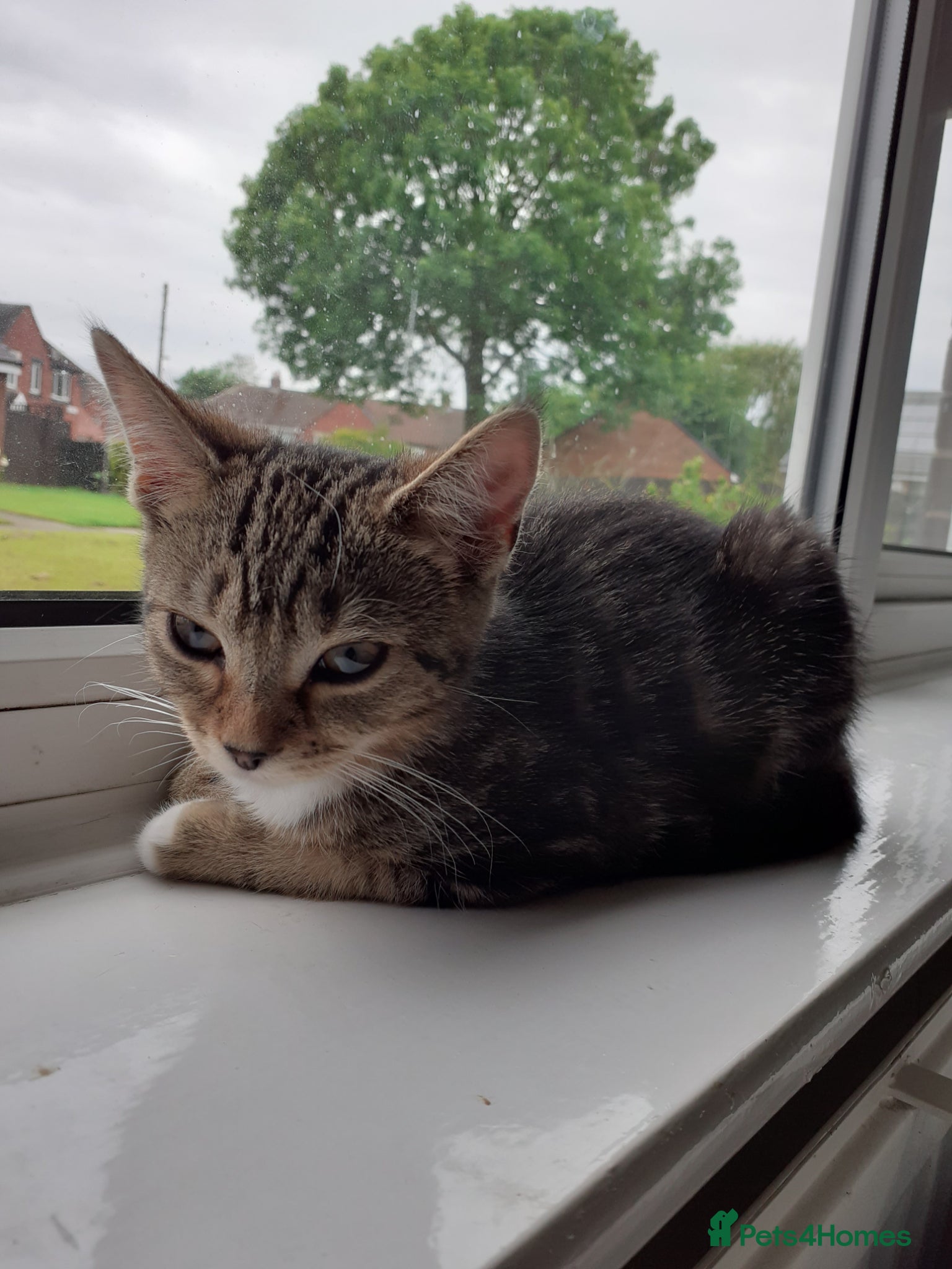Mixed Breed cats Kitten female  - Advert 5