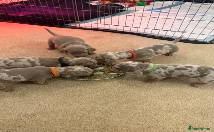 Miniature Dachshund dogs Beautiful miniature dachshund puppies  - Advert 4