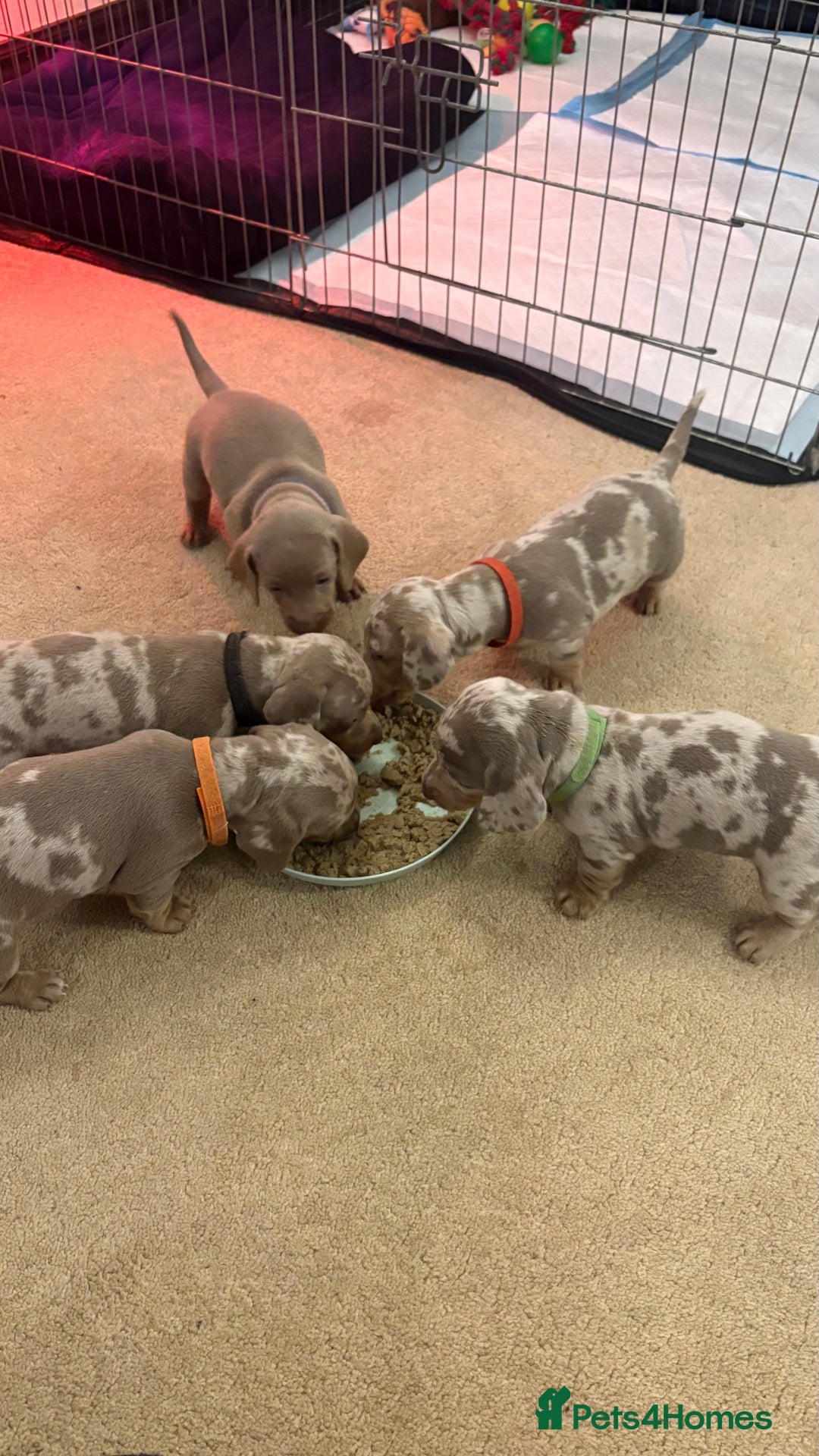 Miniature Dachshund dogs for sale: Beautiful miniature dachshund puppies  - Advert 1