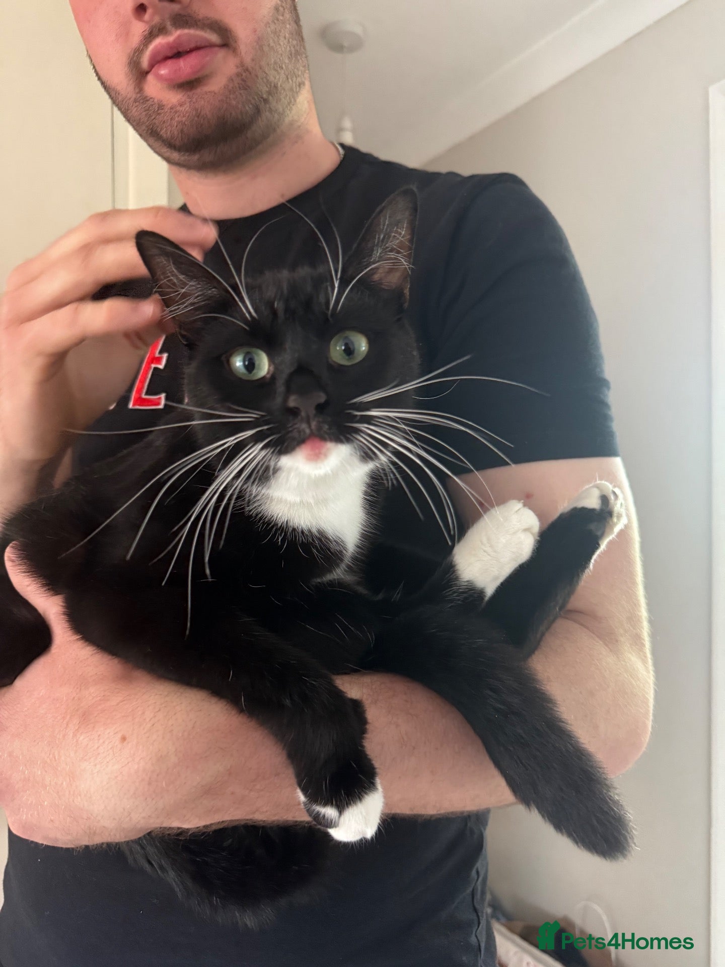 Domestic Shorthair cats Rehoming my two adult cats - Advert 8