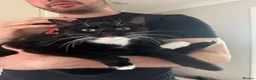 Domestic Shorthair cats for sale: Rehoming my two adult cats - Advert 1