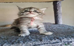 Maine Coon cats for sale: 5 stunning Mainecoon kittens  - Image 4