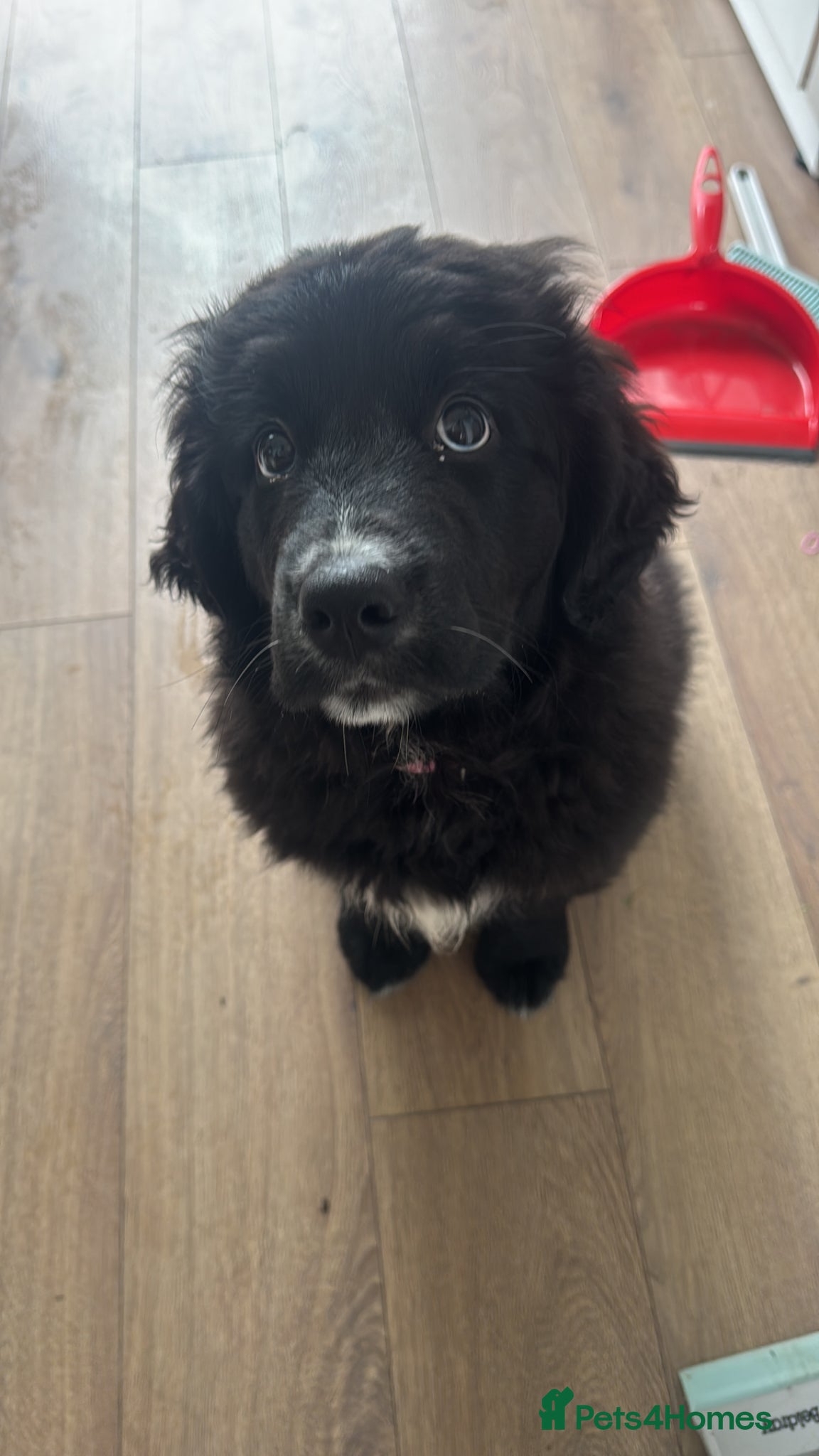 Mixed Breed dogs Chilli - Advert 17