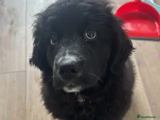 Mixed Breed dogs Chilli - Advert 9