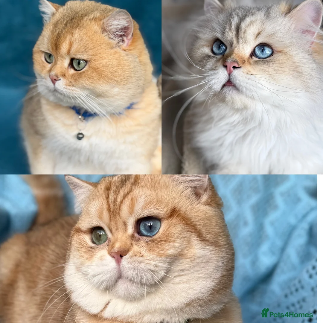 British Shorthair cats for stud: British Shorthair/ Longhair Golden stud boy GCCF - Advert 1